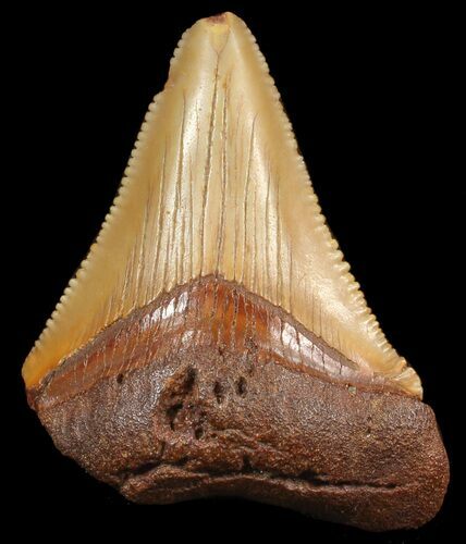 Chubutensis Tooth From NC - Megalodon Ancestor #43078